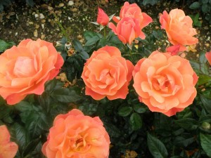 FELLOWSHIP (floribunda)